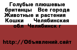 Голубые плюшевые британцы - Все города Животные и растения » Кошки   . Челябинская обл.,Челябинск г.